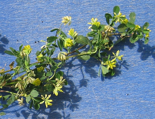 Wie Heisst Dieses Unkraut Und Was Tun Trifolium Campestre Pflanzenbestimmung Pflanzensuche Green24 Hilfe Pflege Bilder